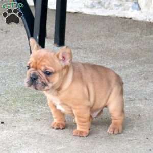 Jordan, French Bulldog Puppy