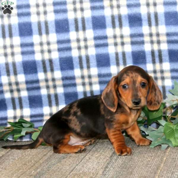 Josh – Mini, Dachshund Puppy