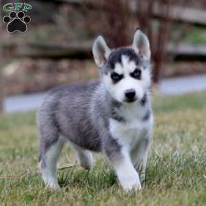 Josh, Siberian Husky Puppy