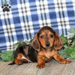 Josh – Mini, Dachshund Puppy