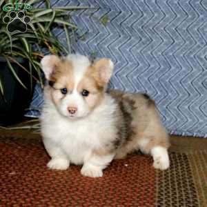 Josh – longhaired, Pembroke Welsh Corgi Puppy