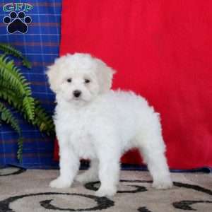 Josh, Miniature Poodle Mix Puppy