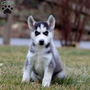 Josh, Siberian Husky Puppy