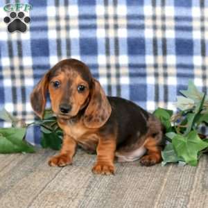 Josh – Mini, Dachshund Puppy