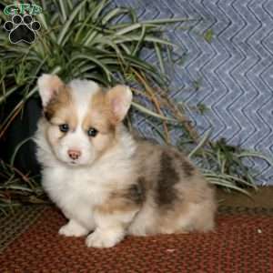 Josh – longhaired, Pembroke Welsh Corgi Puppy