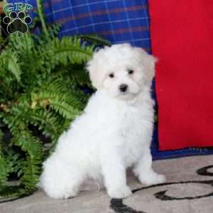 Josh, Miniature Poodle Mix Puppy