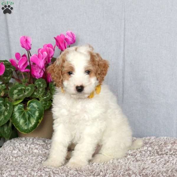 Josie, Mini Goldendoodle Puppy