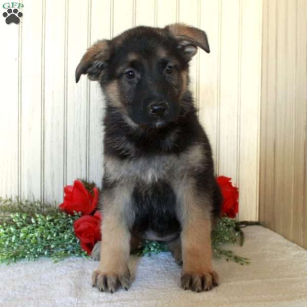 Josie, German Shepherd Puppy