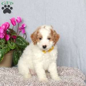 Josie, Mini Goldendoodle Puppy