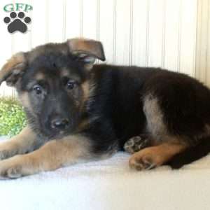 Josie, German Shepherd Puppy