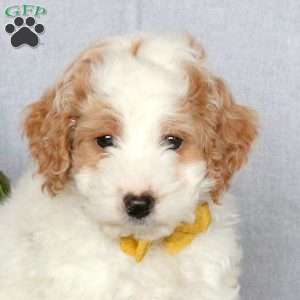 Josie, Mini Goldendoodle Puppy