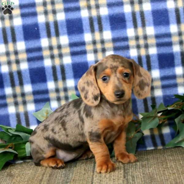 Jossy – Mini, Dachshund Puppy