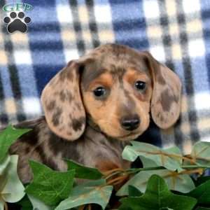 Jossy – Mini, Dachshund Puppy