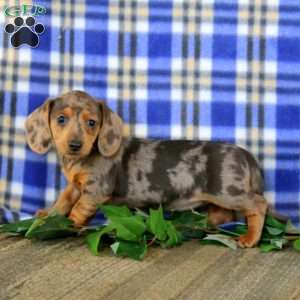 Jossy – Mini, Dachshund Puppy