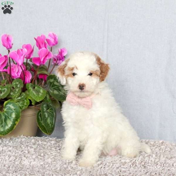 Joy, Mini Goldendoodle Puppy