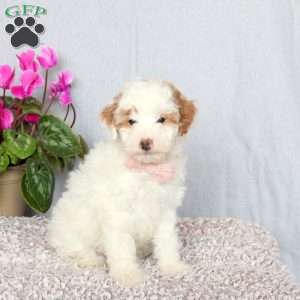 Joy, Mini Goldendoodle Puppy