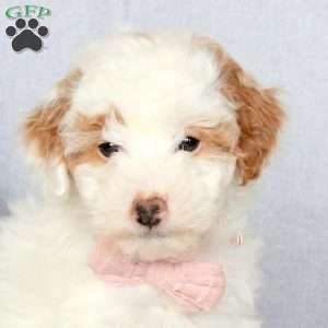 Joy, Mini Goldendoodle Puppy