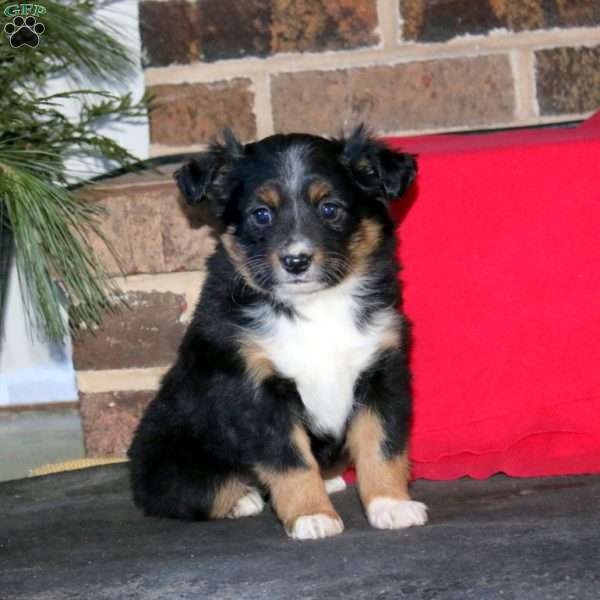 Joy, Miniature Australian Shepherd Puppy