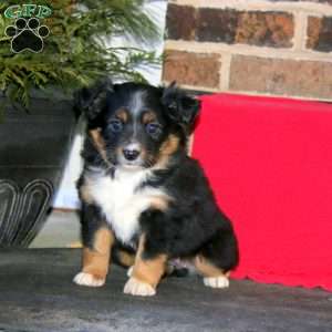 Joy, Miniature Australian Shepherd Puppy