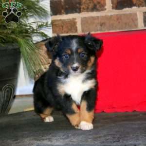 Joy, Miniature Australian Shepherd Puppy