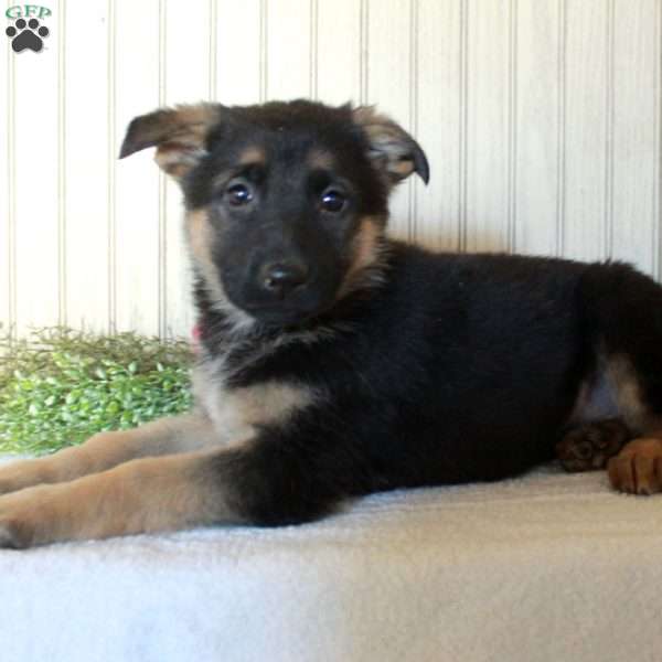 Jubilee, German Shepherd Puppy