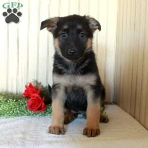 Jubilee, German Shepherd Puppy