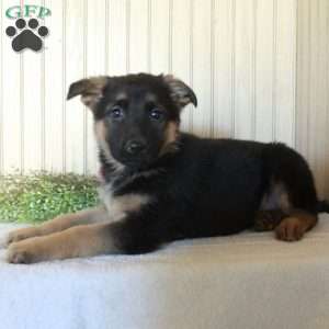 Jubilee, German Shepherd Puppy