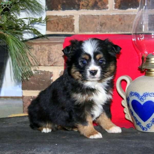 Judy, Miniature Australian Shepherd Puppy