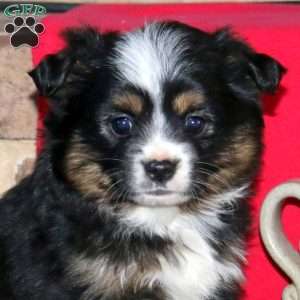Judy, Miniature Australian Shepherd Puppy