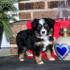 Judy, Miniature Australian Shepherd Puppy