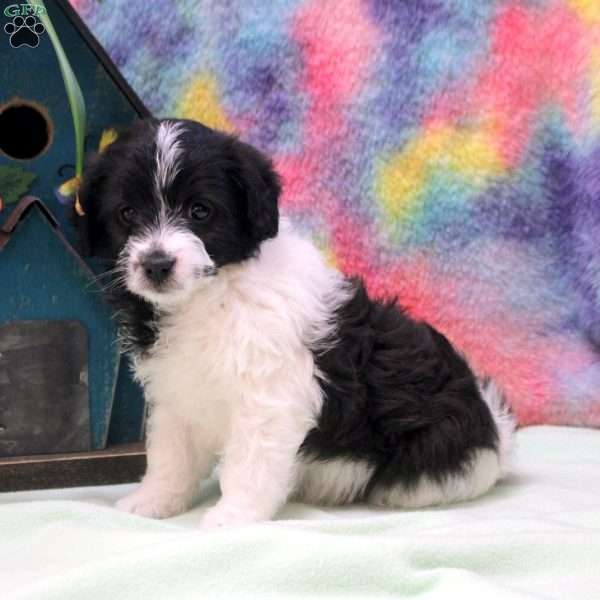 Julia, Jack Russell Mix Puppy