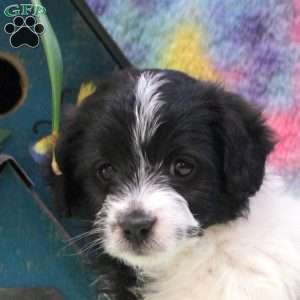 Julia, Jack Russell Mix Puppy