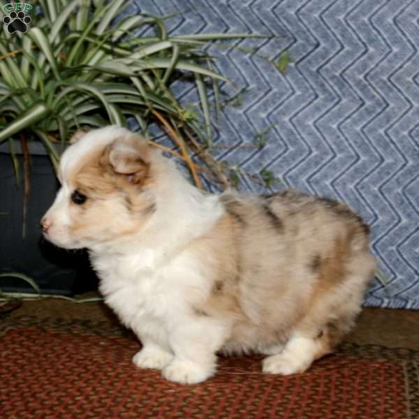 Julia – longhaired, Pembroke Welsh Corgi Puppy
