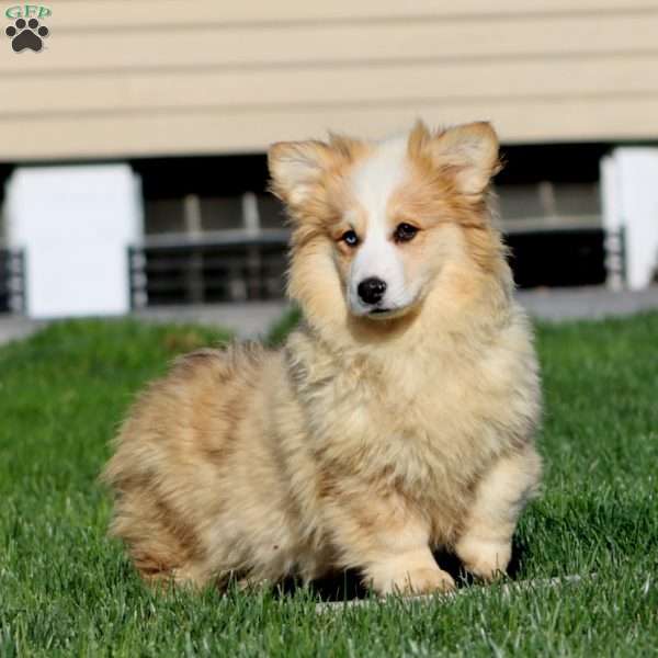 Julia – longhaired, Pembroke Welsh Corgi Puppy