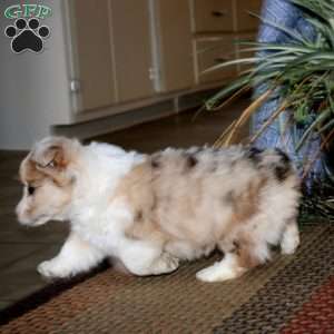 Julia – longhaired, Pembroke Welsh Corgi Puppy