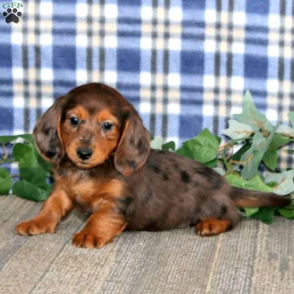 Julie – Mini, Dachshund Puppy