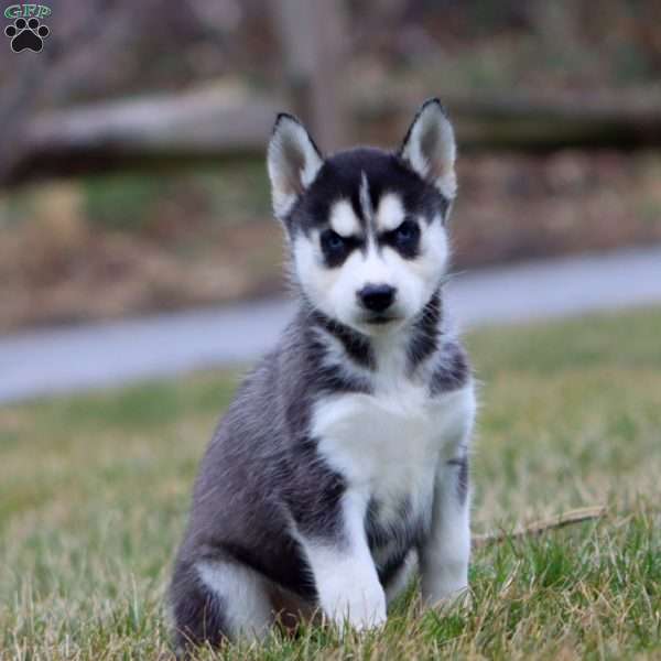 Julie, Siberian Husky Puppy
