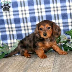 Julie – Mini, Dachshund Puppy