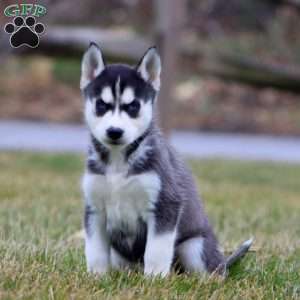 Julie, Siberian Husky Puppy