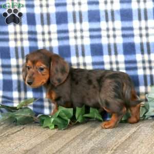 Julie – Mini, Dachshund Puppy