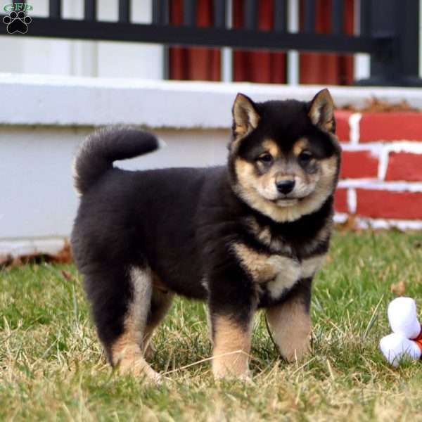 Jumbo, Shiba Inu Puppy