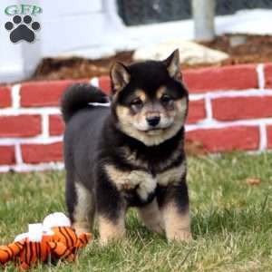 Jumbo, Shiba Inu Puppy