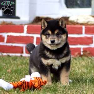 Jumbo, Shiba Inu Puppy