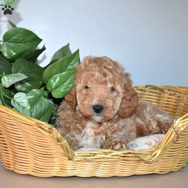 Junior, Mini Goldendoodle Puppy