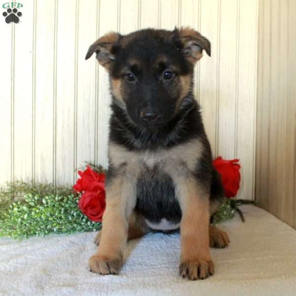 Juniper, German Shepherd Puppy