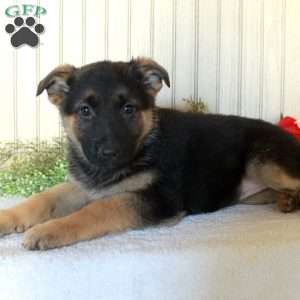 Juniper, German Shepherd Puppy