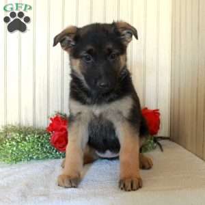 Juniper, German Shepherd Puppy