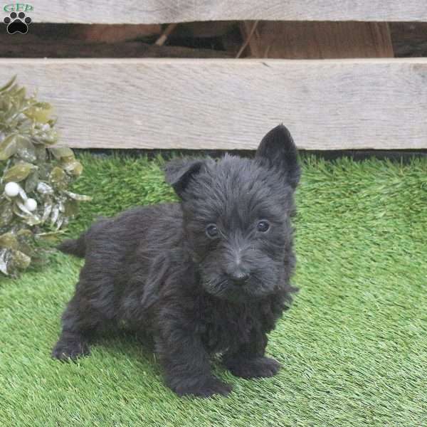 Juno, Scottish Terrier Puppy