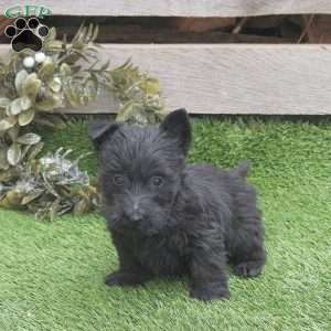 Juno, Scottish Terrier Puppy