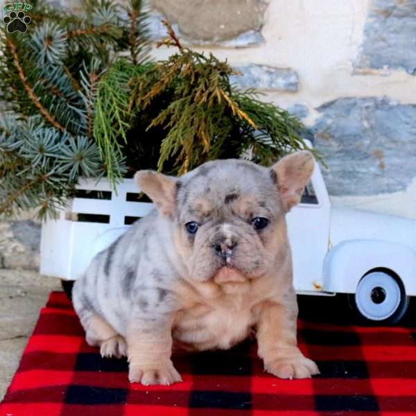 Justin, French Bulldog Puppy